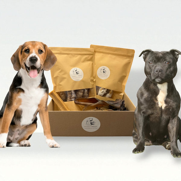 Pack découverte moyen chiens (5 à 15kg)