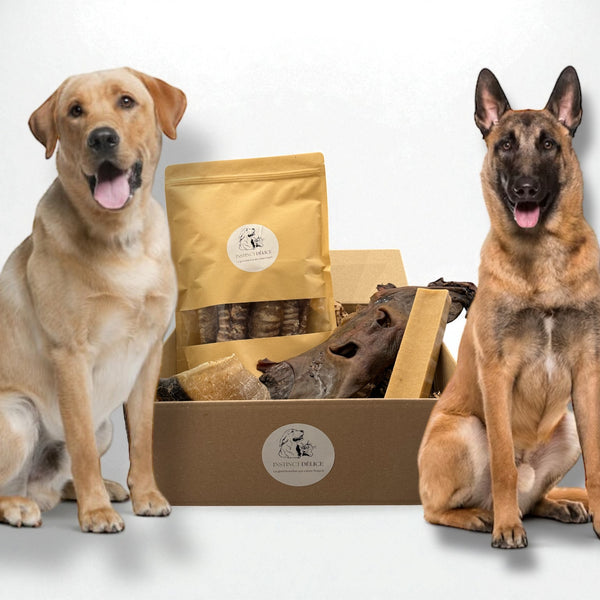 Pack découverte très grands chiens (+25kg)